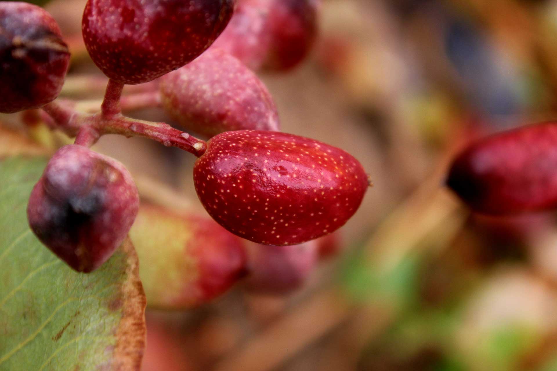 arbol pistachero